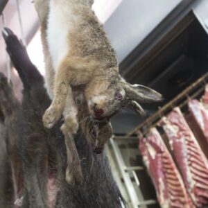 Wild en gevogelte
